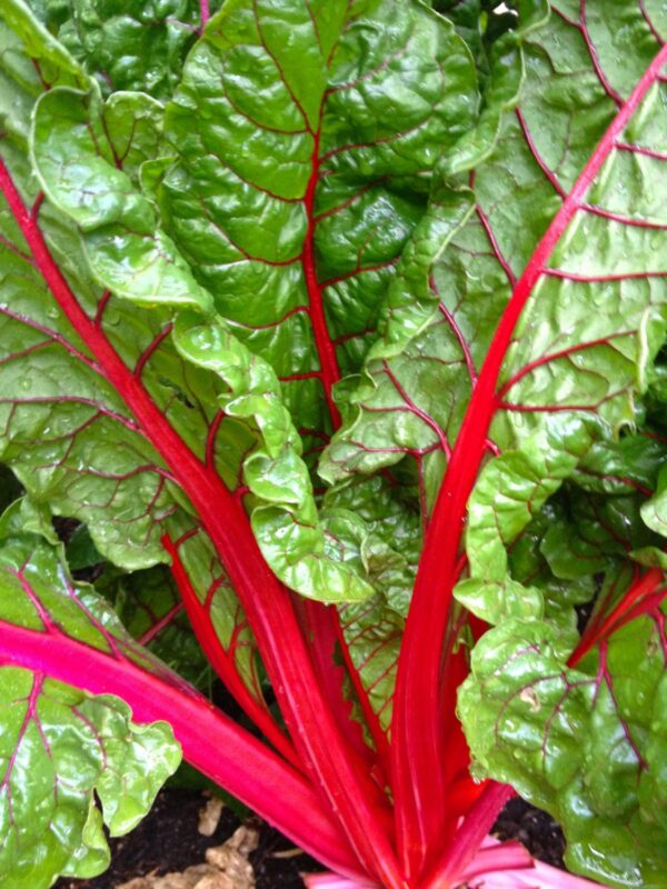 27. Red Swiss Chard Seedling 红莙荙菜苗