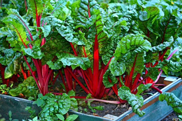 27. Red Swiss Chard Seedling 红莙荙菜苗