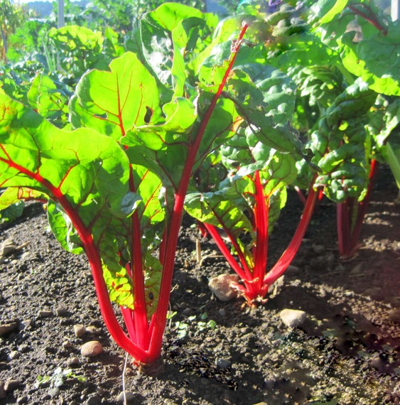 27. Red Swiss Chard Seedling 红莙荙菜苗