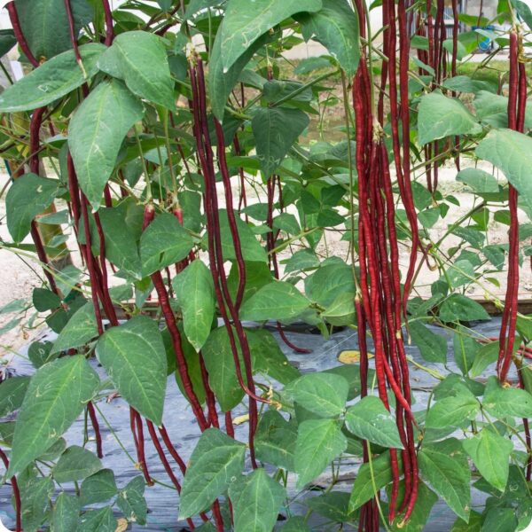78. Red Long Bean Seedling 红长豆角苗