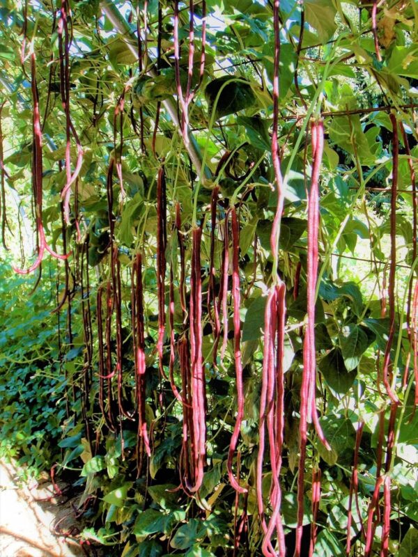 78. Red Long Bean Seedling 红长豆角苗