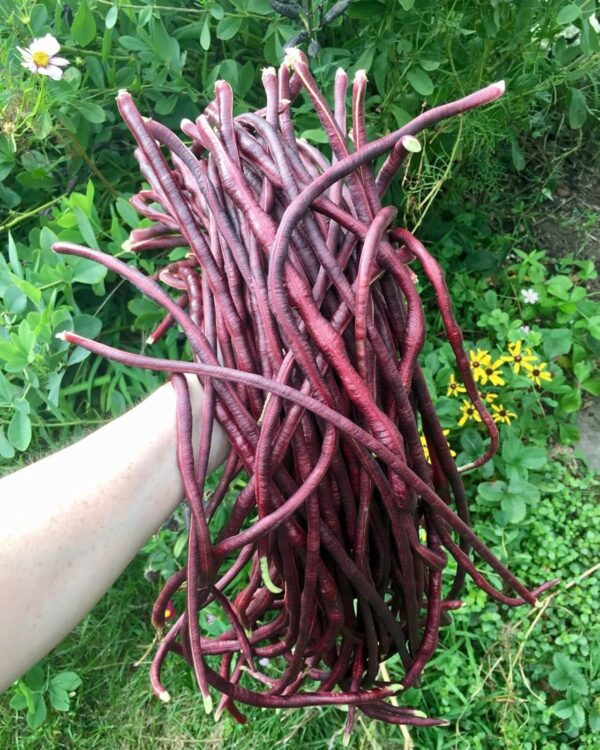 78. Red Long Bean Seedling 红长豆角苗