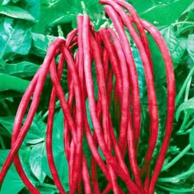 hover-78-red-long-bean-%e7%ba%a2%e9%95%bf%e8%b1%86%e8%a7%92