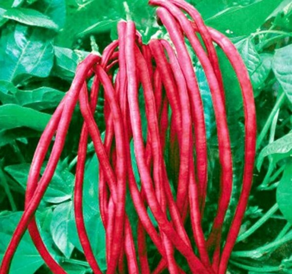78. Red Long Bean Seedling 红长豆角苗