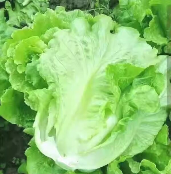 21. Patrona RZ  Lactuca Seedling 绿叶罗马生菜苗