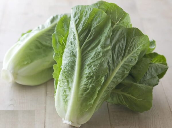 21. Patrona RZ  Lactuca Seedling 绿叶罗马生菜苗