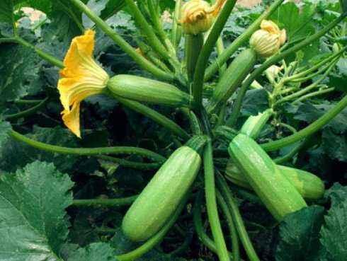 84. Dark Green Zucchini Seedling 绿色意大利瓜苗