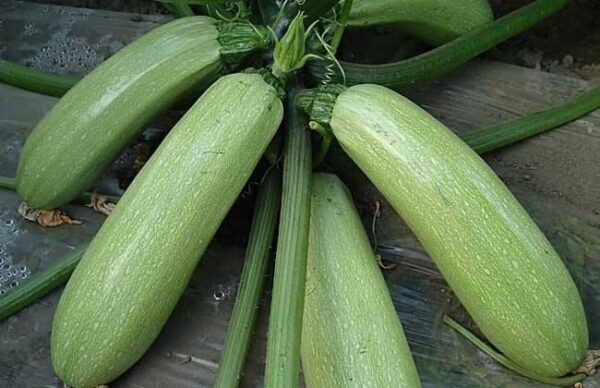 84. Dark Green Zucchini Seedling 绿色意大利瓜苗