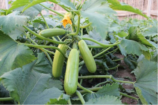 84. Dark Green Zucchini Seedling 绿色意大利瓜苗