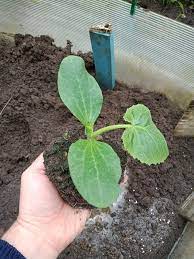 84. Dark Green Zucchini Seedling 绿色意大利瓜苗