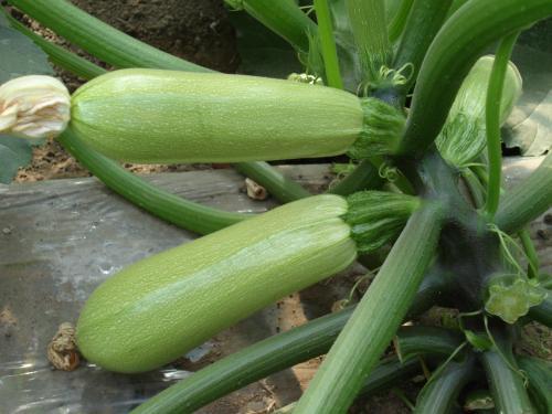 84. Dark Green Zucchini Seedling 绿色意大利瓜苗