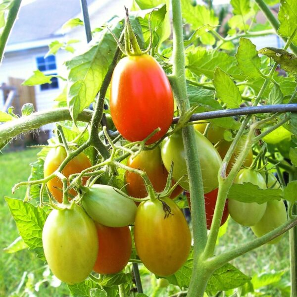 42. Roma(red) Tomato Seedling 罗马红色番茄苗