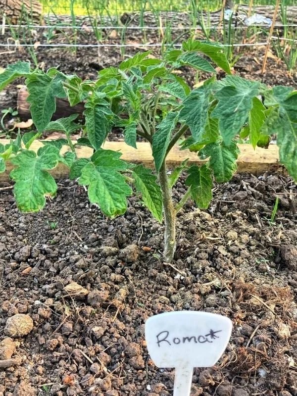 42. Roma(red) Tomato Seedling 罗马红色番茄苗