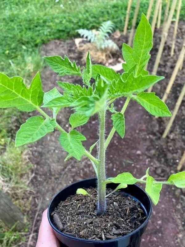 42. Roma(red) Tomato Seedling 罗马红色番茄苗