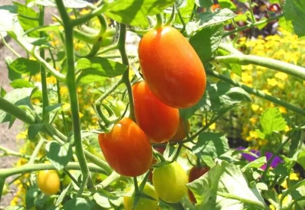 42. Roma(red) Tomato Seedling 罗马红色番茄苗