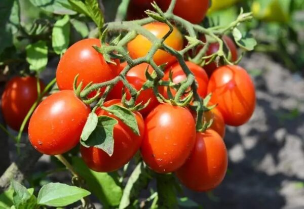 42. Roma(red) Tomato Seedling 罗马红色番茄苗