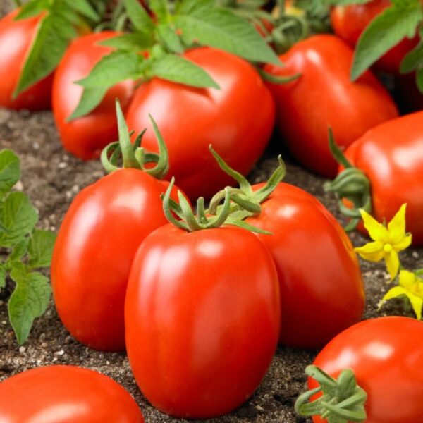 42. Roma(red) Tomato Seedling 罗马红色番茄苗