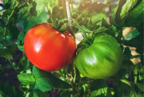 37. Delicious (red) Tomato Seedling 美味红色番茄苗