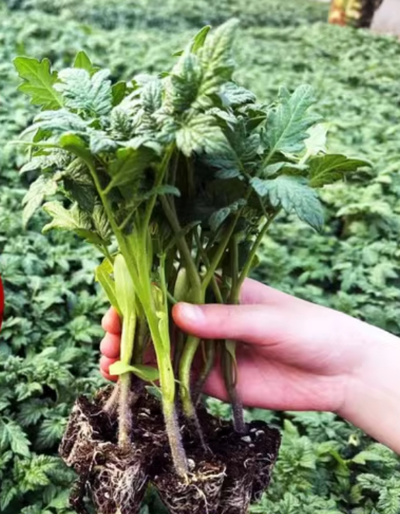 37. Delicious (red) Tomato Seedling 美味红色番茄苗