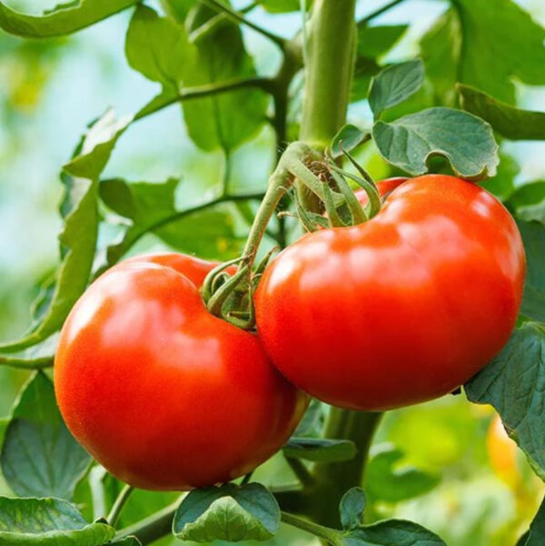 37. Delicious (red) Tomato Seedling 美味红色番茄苗