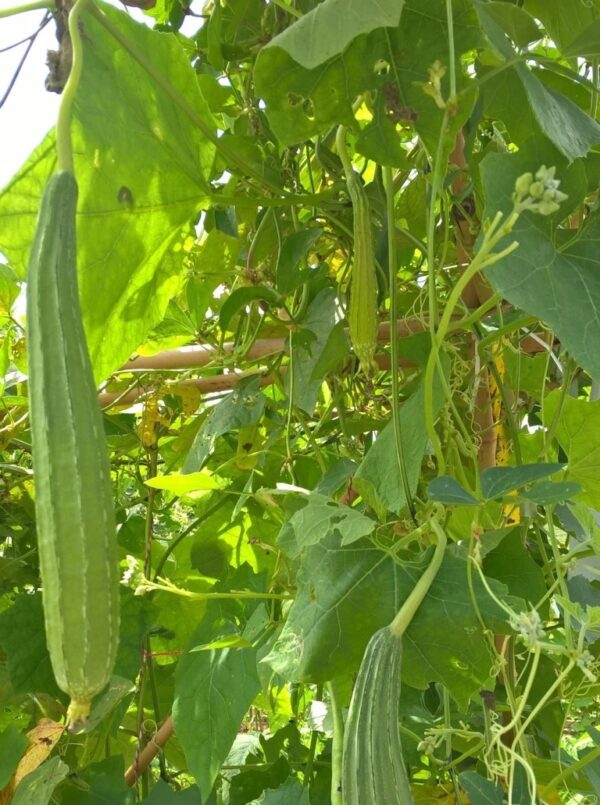 68. Sing Gua Seedling 胜瓜苗