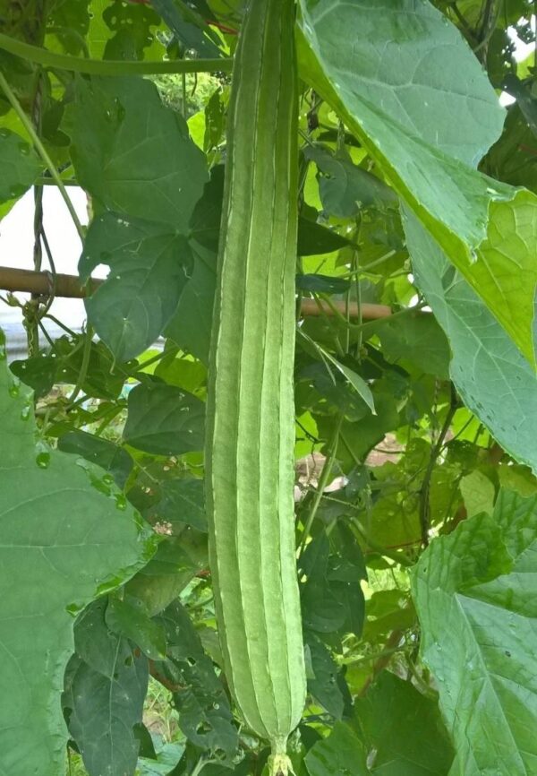 68. Sing Gua Seedling 胜瓜苗