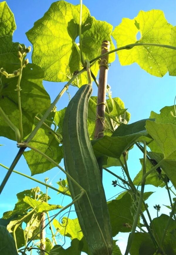 68. Sing Gua Seedling 胜瓜苗