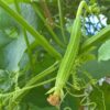 gallery-3