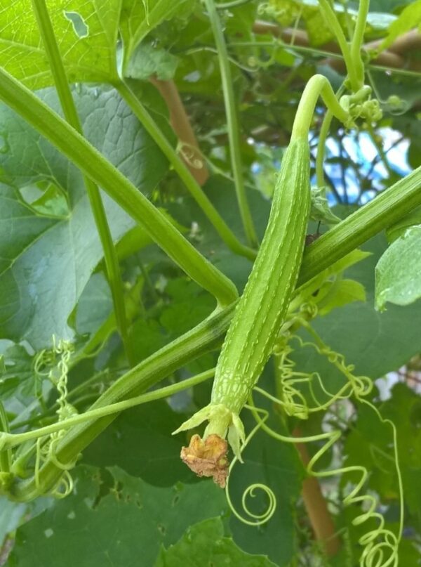 68. Sing Gua Seedling 胜瓜苗