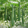 gallery-4