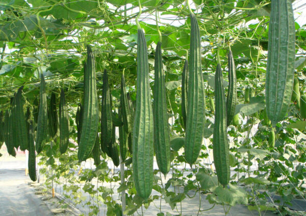 68. Sing Gua Seedling 胜瓜苗