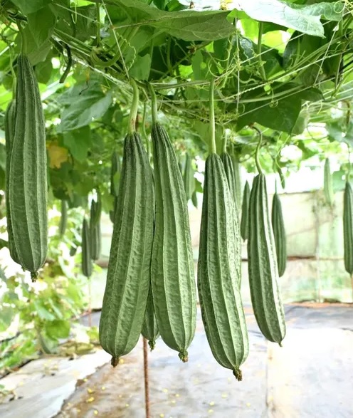 68. Sing Gua Seedling 胜瓜苗