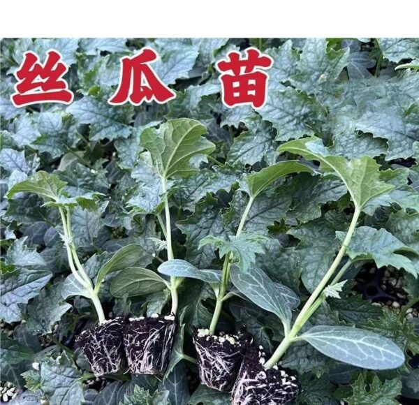 68. Sing Gua Seedling 胜瓜苗