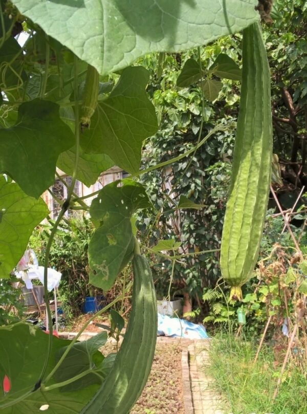 68. Sing Gua Seedling 胜瓜苗