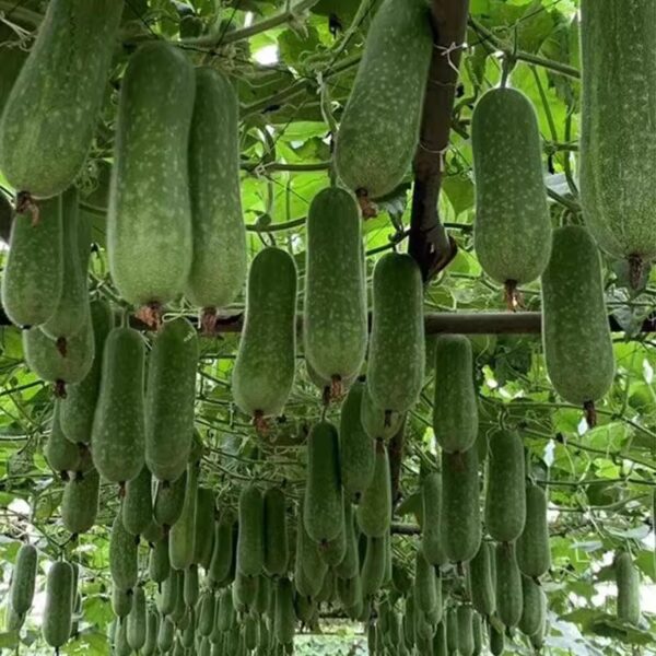 76. Mo Gua Seedling 节瓜苗(毛瓜 )