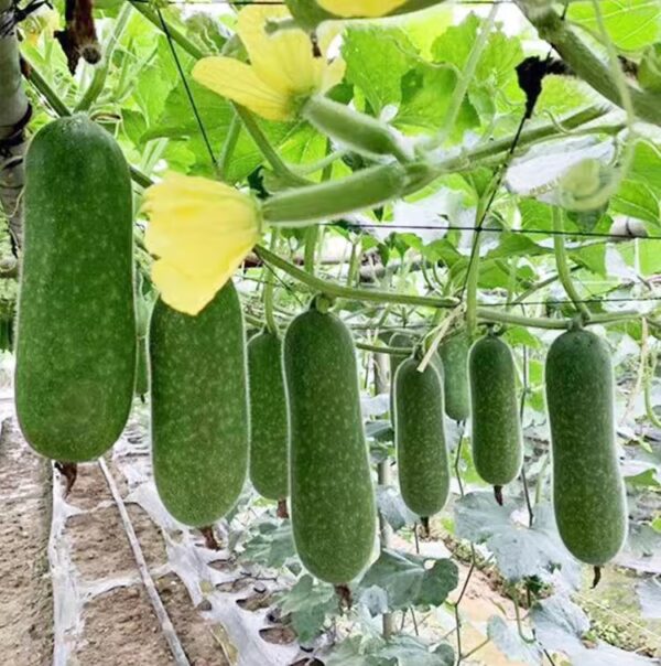 76. Mo Gua Seedling 节瓜苗(毛瓜 )