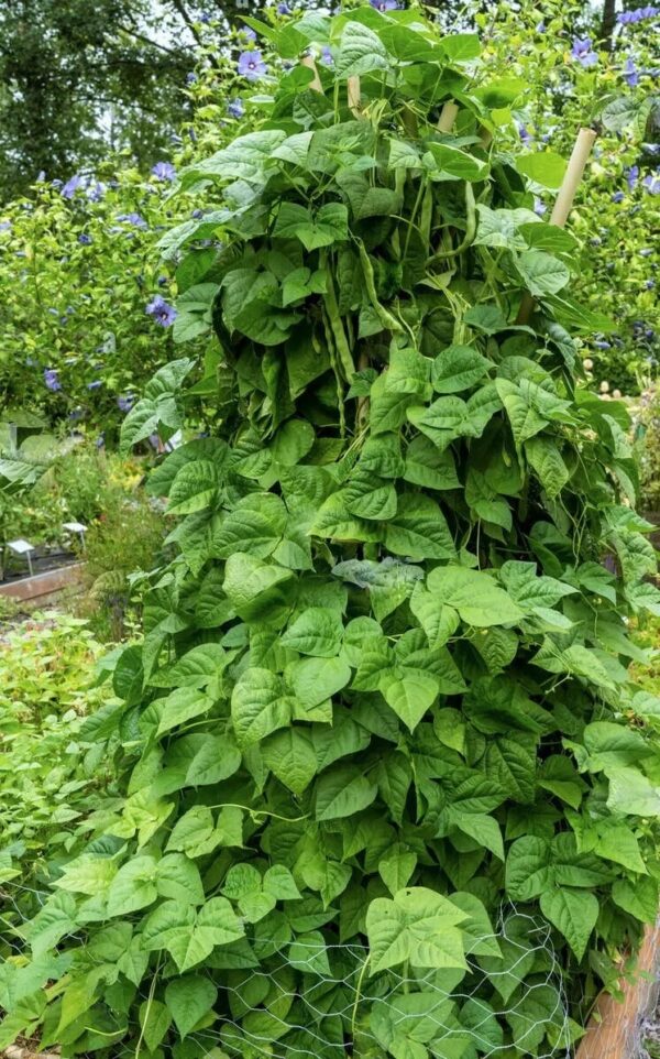 83. Qing Bian Seedling 芸豆苗