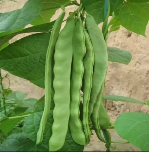 83. Qing Bian Seedling 芸豆苗
