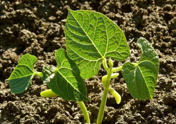 83. Qing Bian Seedling 芸豆苗