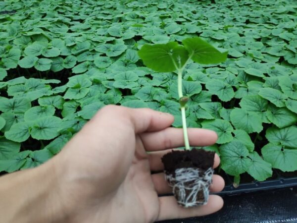 72. Bitter Melon Seedling 苦瓜苗(涼瓜)