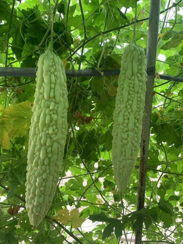 72. Bitter Melon Seedling 苦瓜苗(涼瓜)
