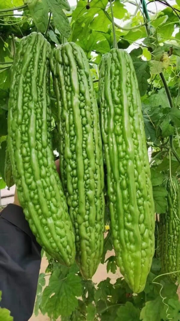 72. Bitter Melon Seedling 苦瓜苗(涼瓜)