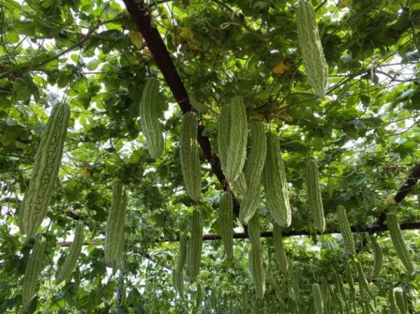 72. Bitter Melon Seedling 苦瓜苗(涼瓜)