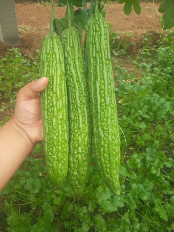 72. Bitter Melon Seedling 苦瓜苗(涼瓜)