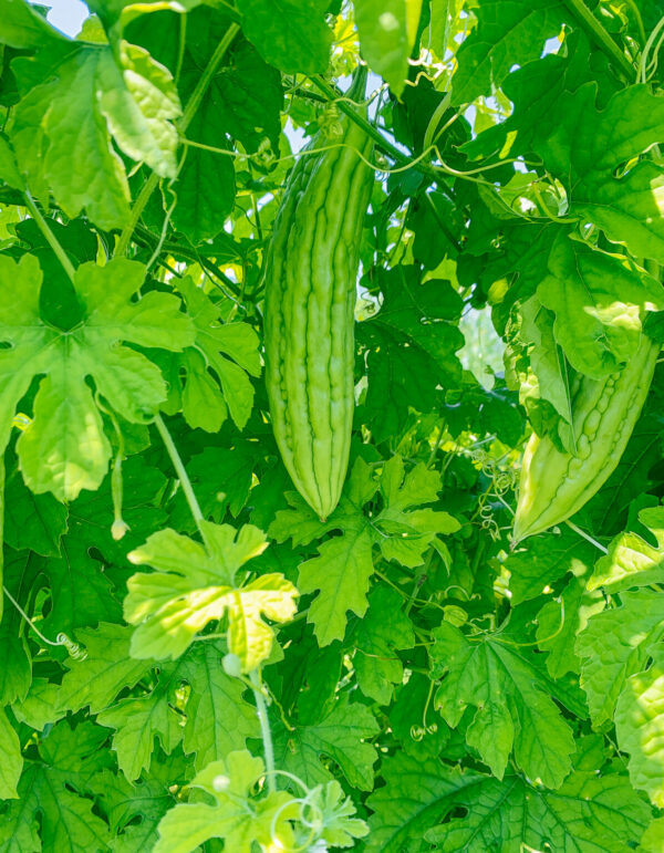 72. Bitter Melon Seedling 苦瓜苗(涼瓜)