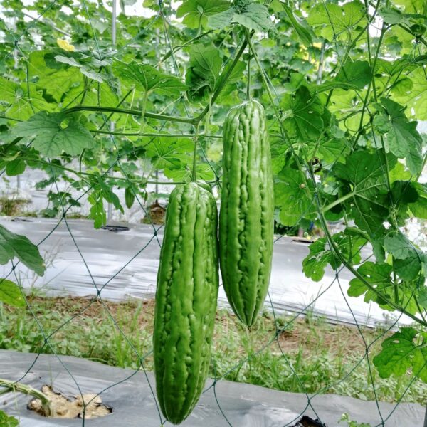 72. Bitter Melon Seedling 苦瓜苗(涼瓜)