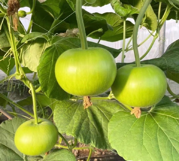 75. Opo Apple Seedling 苹果形蒲瓜苗