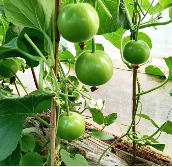 75. Opo Apple Seedling 苹果形蒲瓜苗