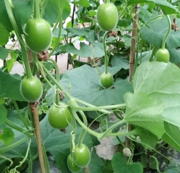 75. Opo Apple Seedling 苹果形蒲瓜苗