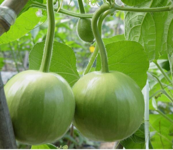75. Opo Apple Seedling 苹果形蒲瓜苗
